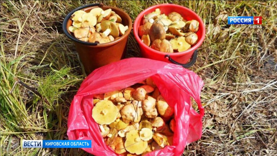 Лисички и белые грибы HD