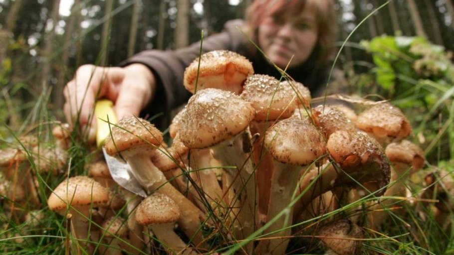 Грибные места Железноводска