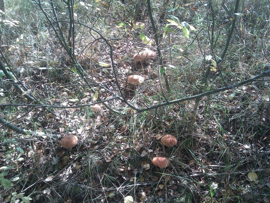 Грибы грибники , рыбалка