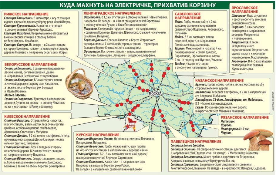 Сбор грибов