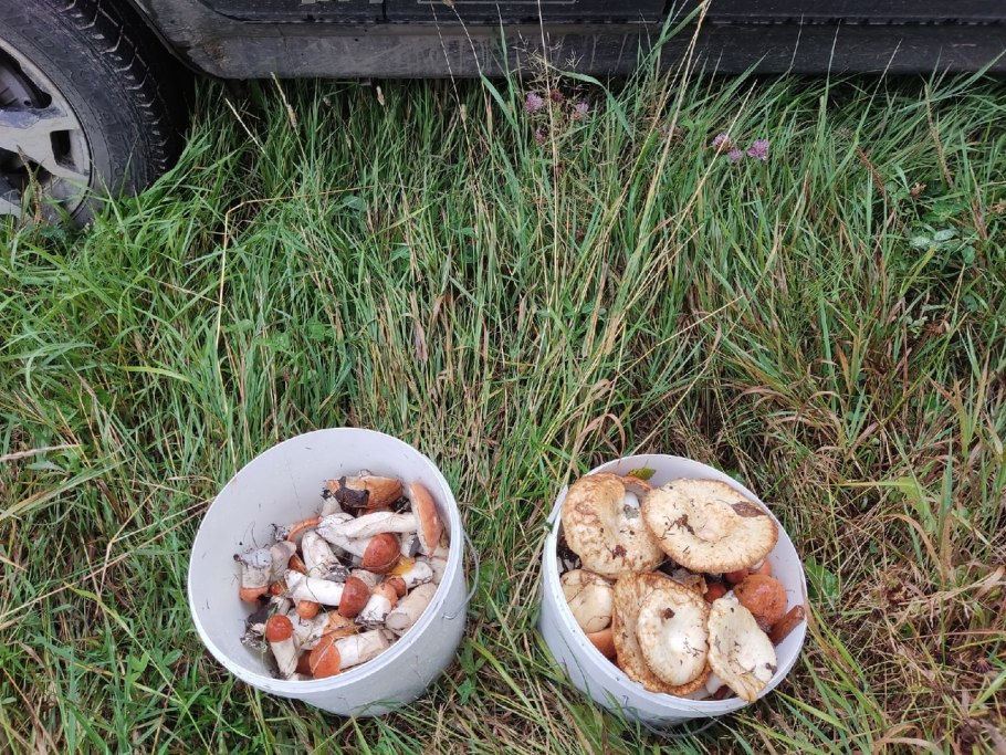 Грибник Кировская область