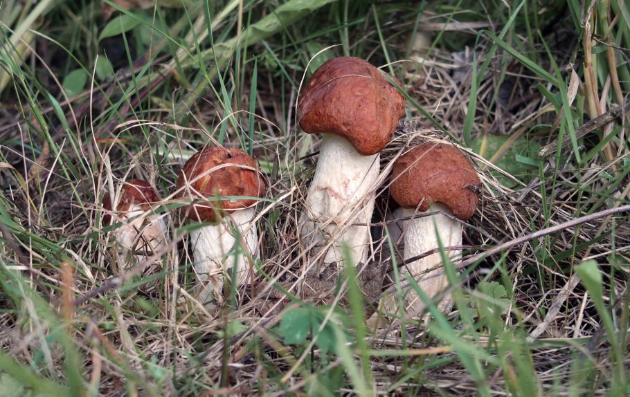 Грибные места в Костроме