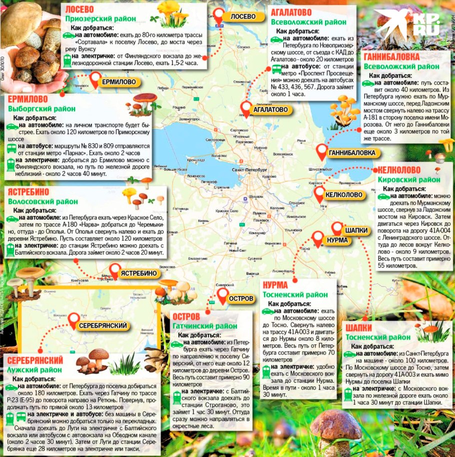 Грибная карта Ленобласти