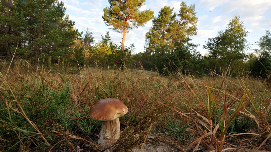 Грибы на опушке леса