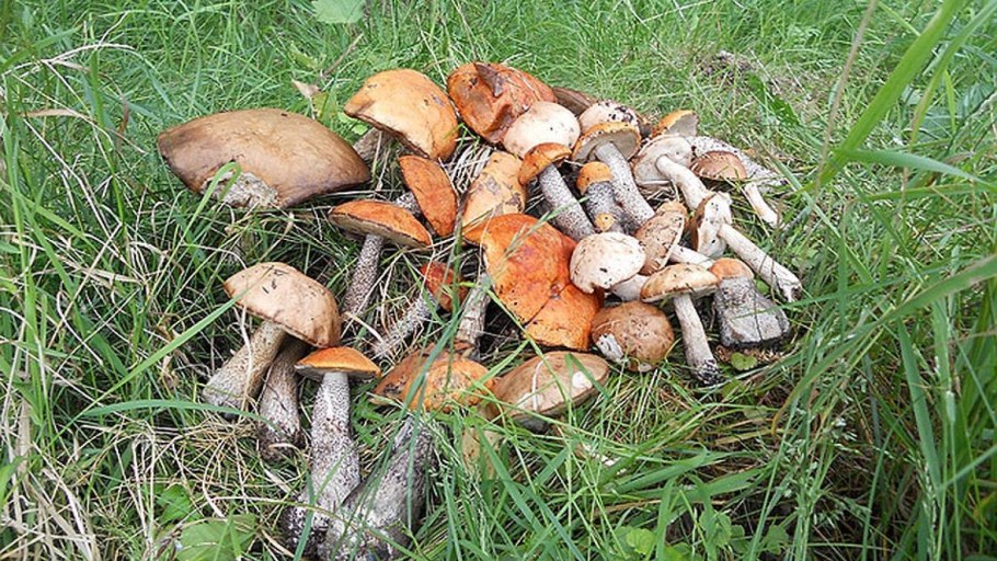 Инфографика белых грибов