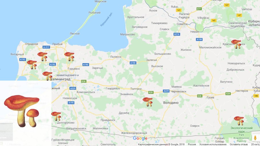 Грибы в Омске 2022