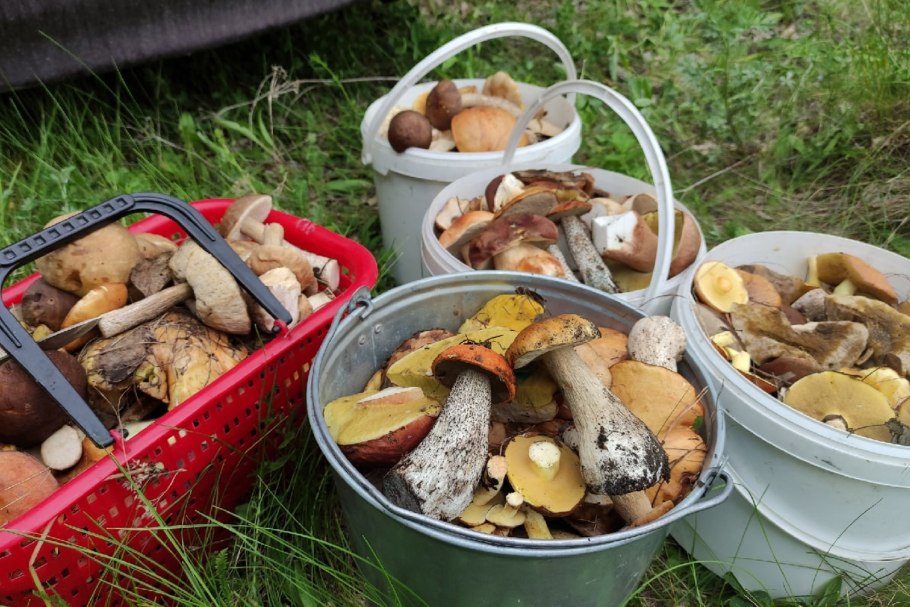 Карта грибных мест Свердловской области