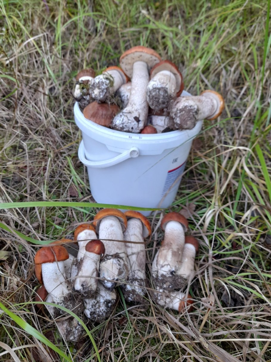 Карта грибов Пермский районе