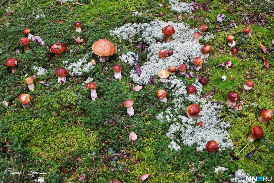 Карта грибника Калининградской области