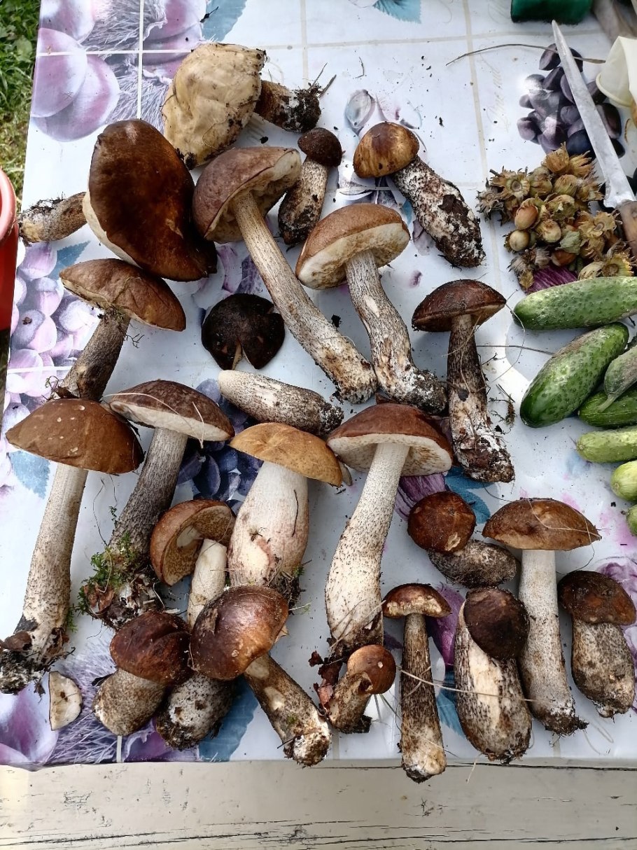 Съедобные грибы Кировской области