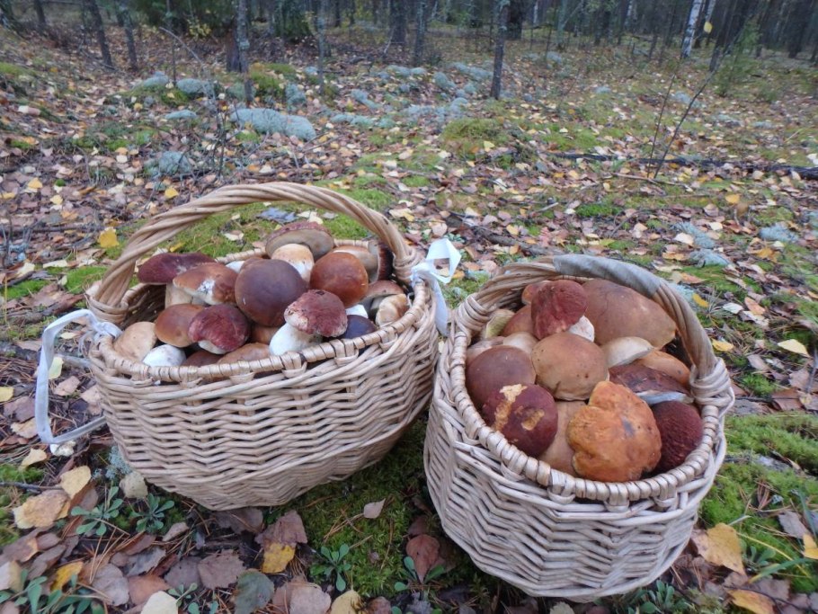 Популярные грибы