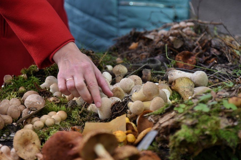 Грибные места Чувашии и Марий Эл на карте