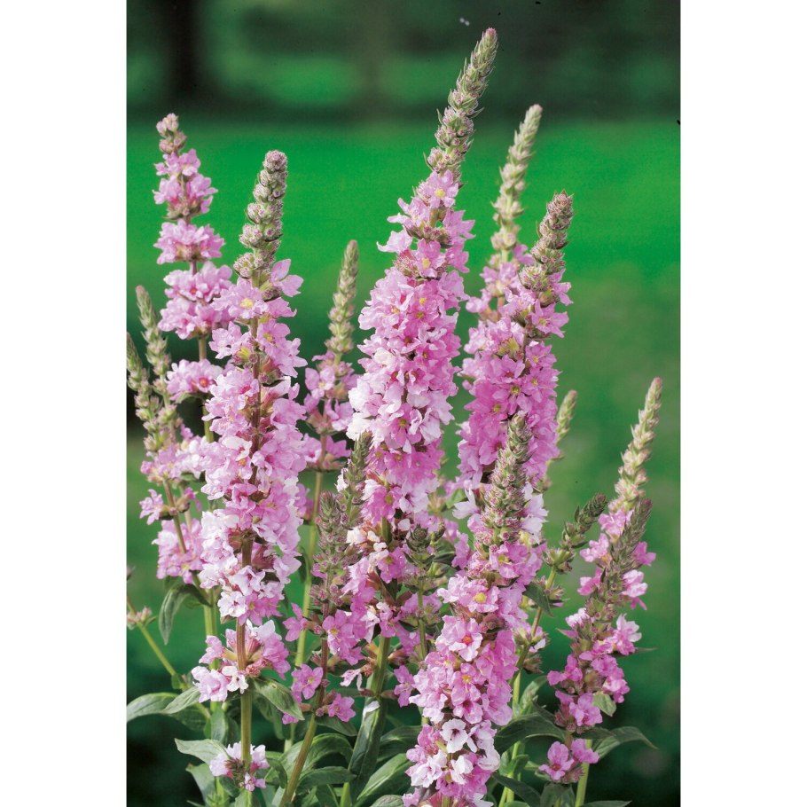 Дербенник иволистный Роберт