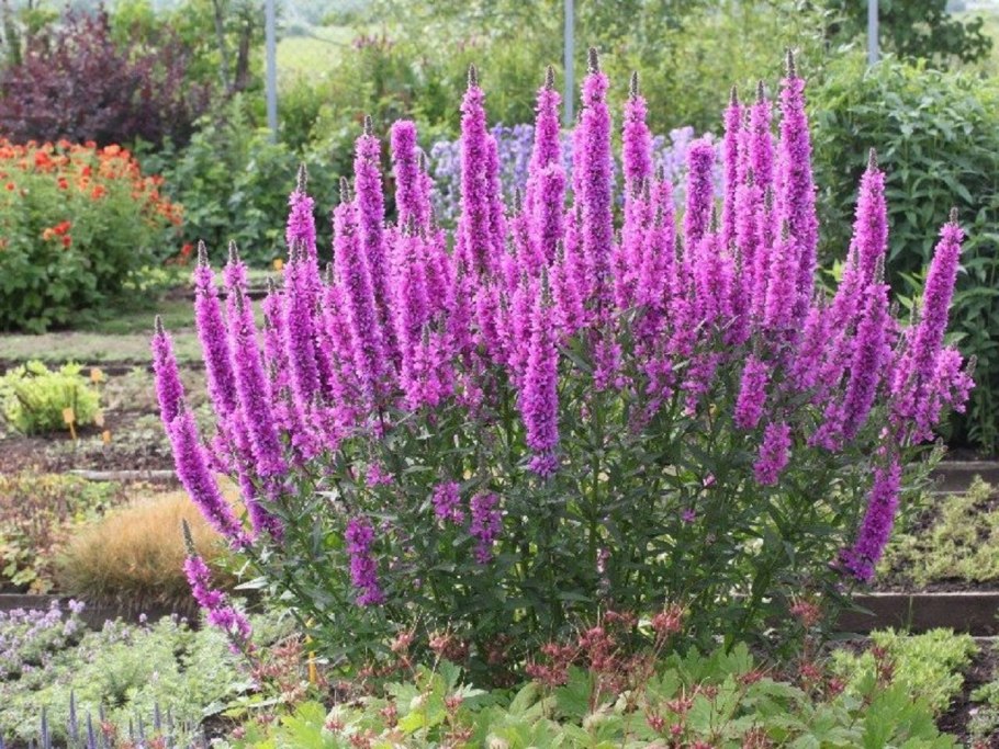 Lythrum / дербенник salicaria ’blush’