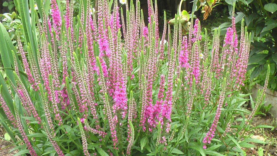 Дербенник иволистный Зигунерблют