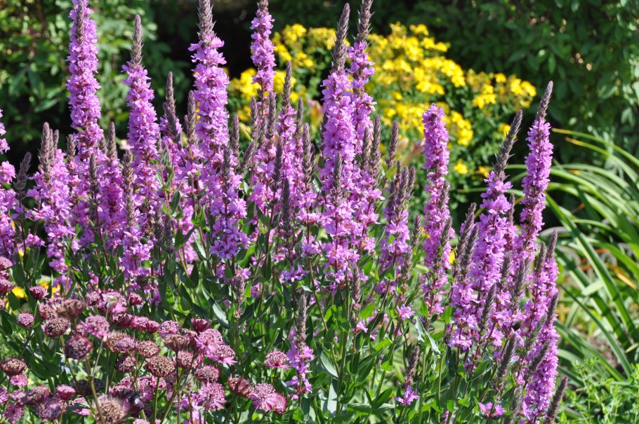 Дербенник иволистный или Плакун трава