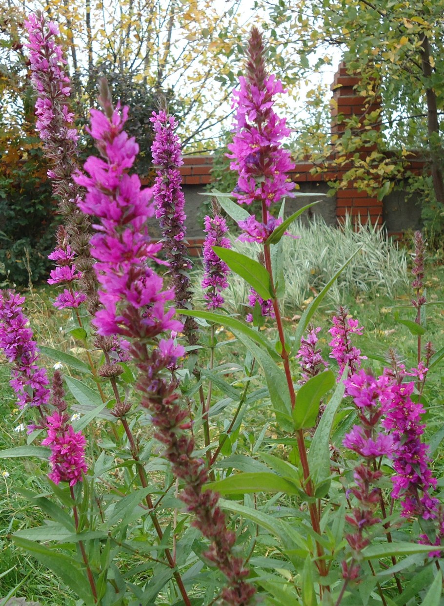 Дербенник розовый жемчуг семена