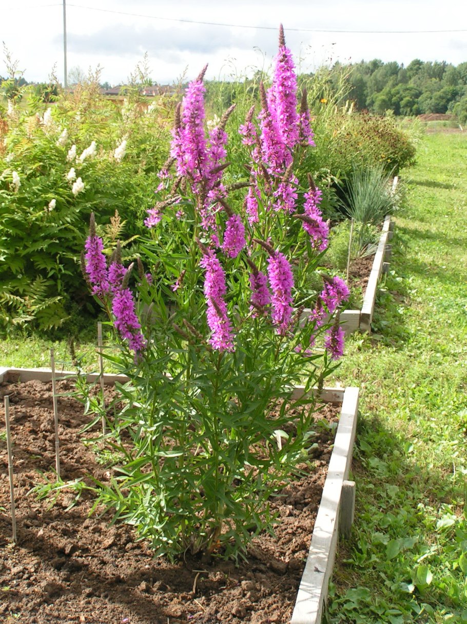 Дербенник Роберт цветок