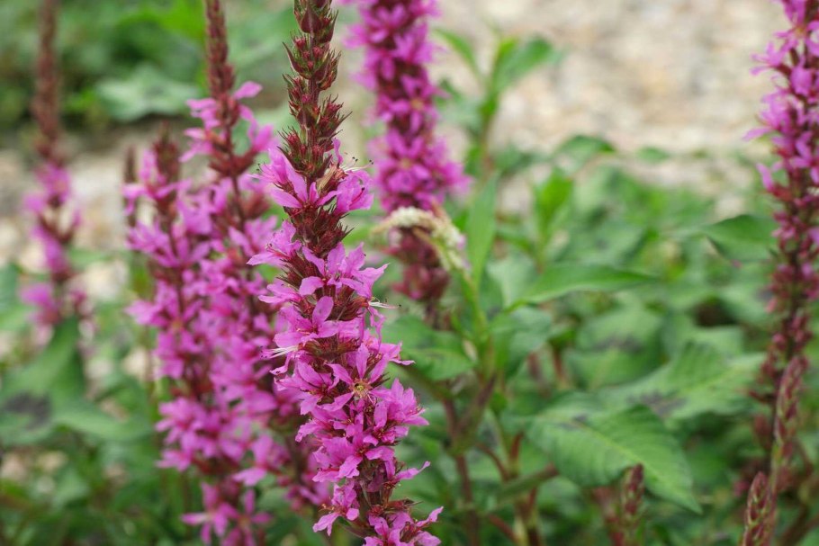 Дербенник иволистный (Lythrum salicaria &#96;Morden Pink&#96;)