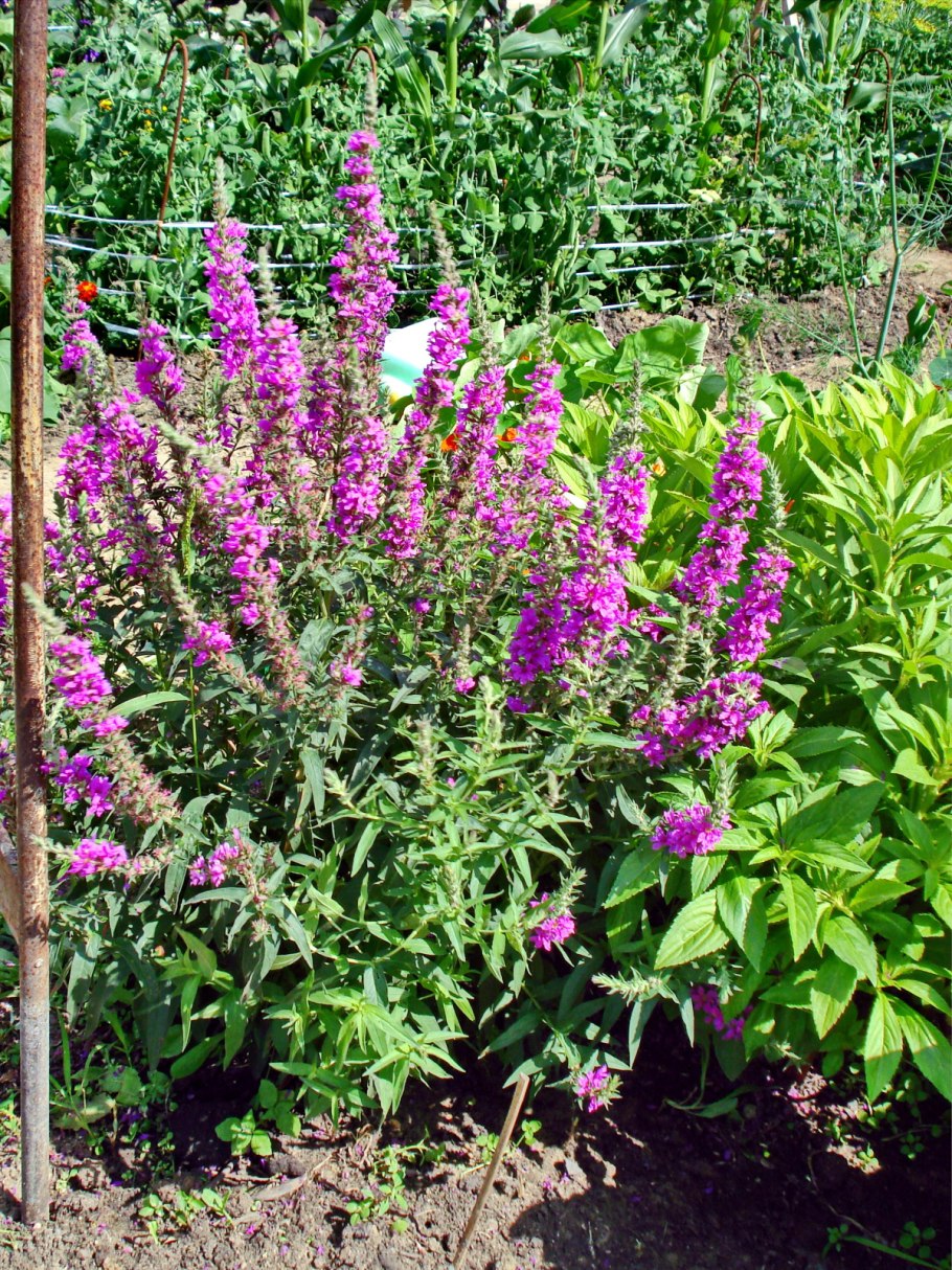 Дербенник иволистный и артериальное давление