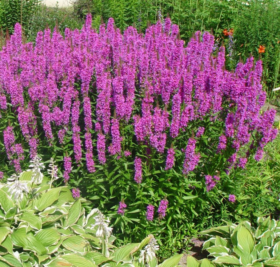 Дербенник иволистный (Lythrum salicaria)