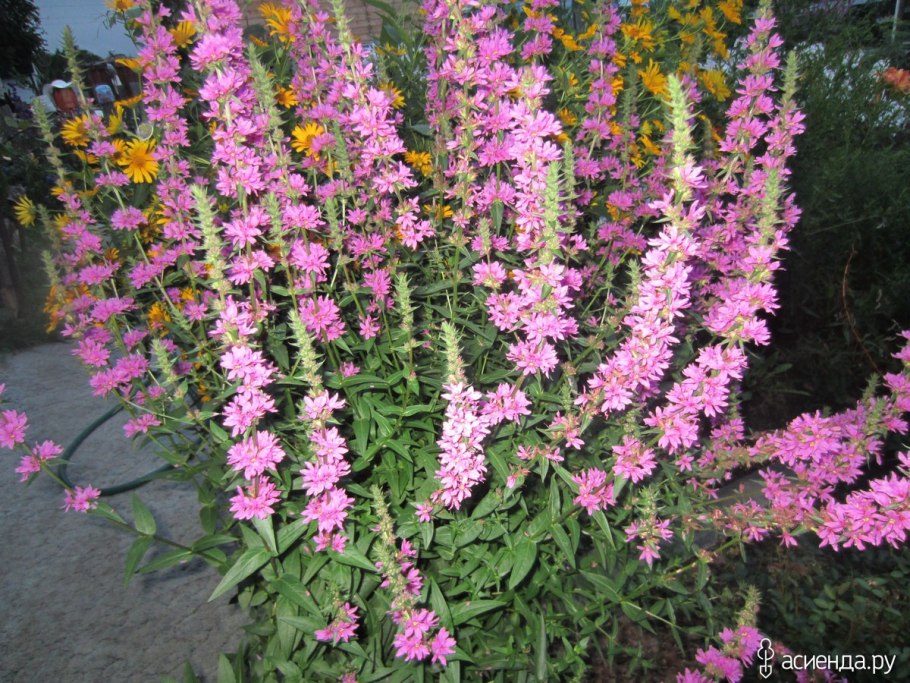 Дербенник иволистный