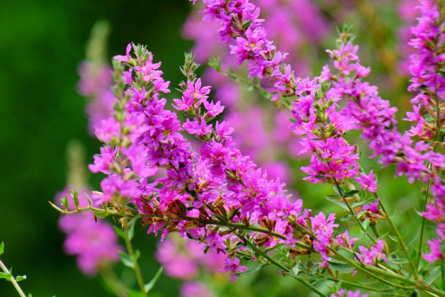Дербенник иволистный (Lythrum salicaria &#96;blush&#96;)