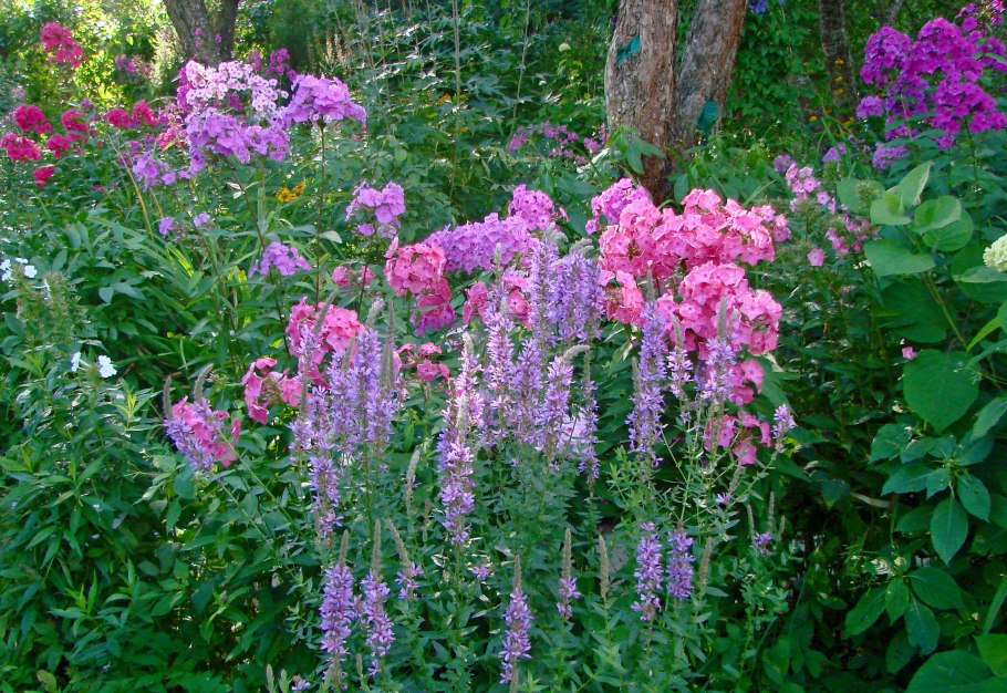 Lythrum / дербенник salicaria ’blush’