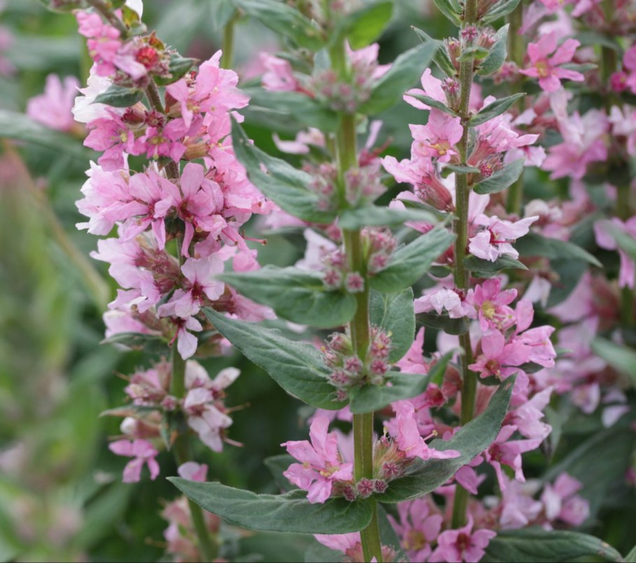 Дербенник иволистный Роберт