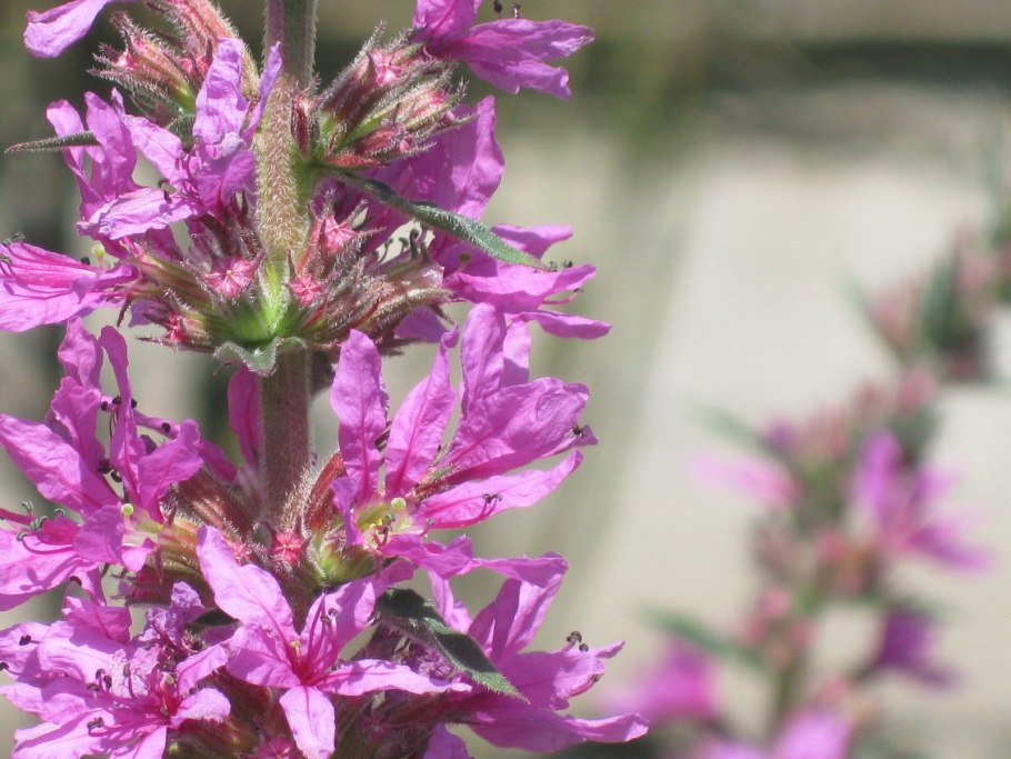 Дербенник иволистный Роберт