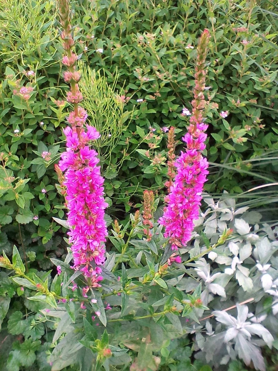 Дербенник иволистный (Lythrum salicaria)