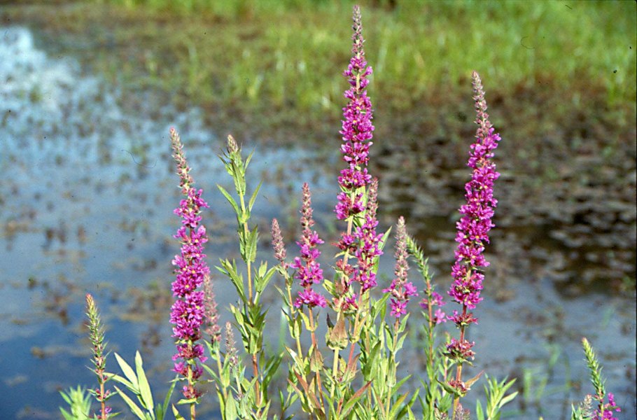 Дербенник иволистный Робин