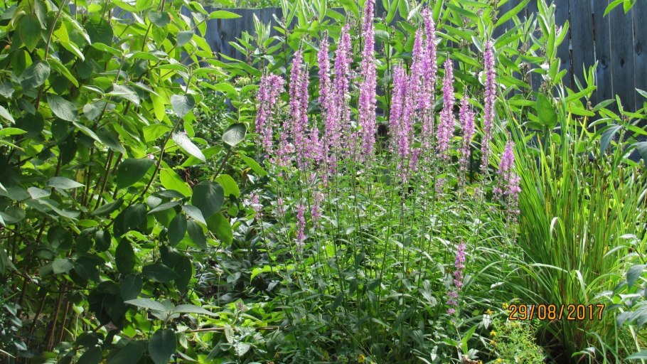 Дербенник иволистный