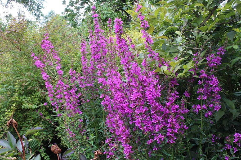 Дербенник иволистный