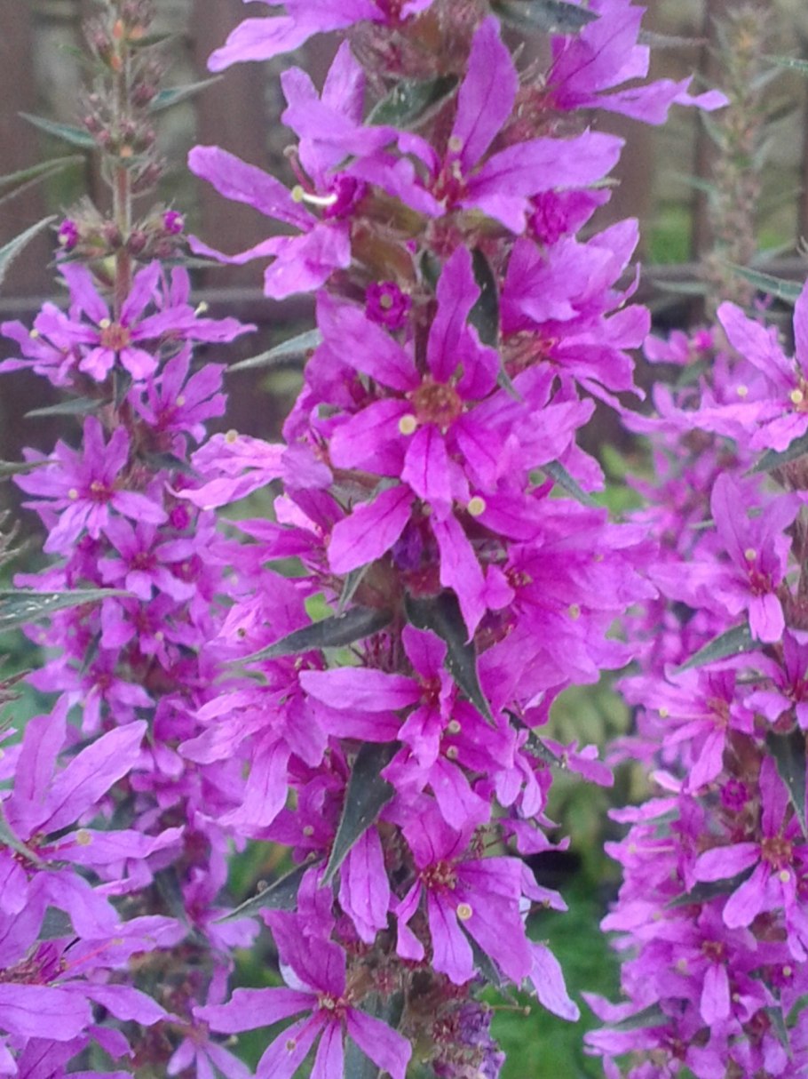 Дербенник иволистный