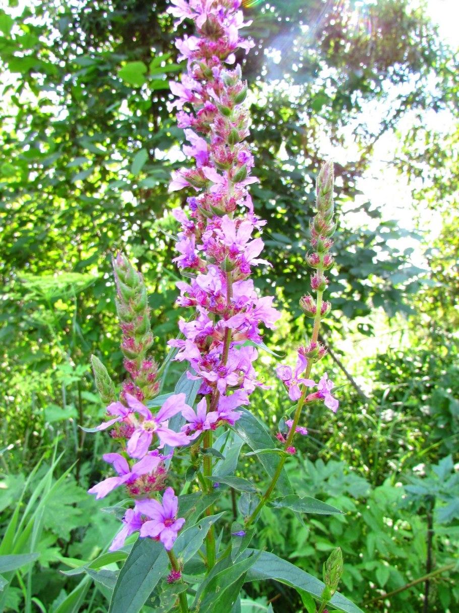 Дербенник иволистный Зигунерблют