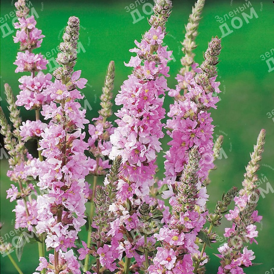 Дербенник иволистный корень