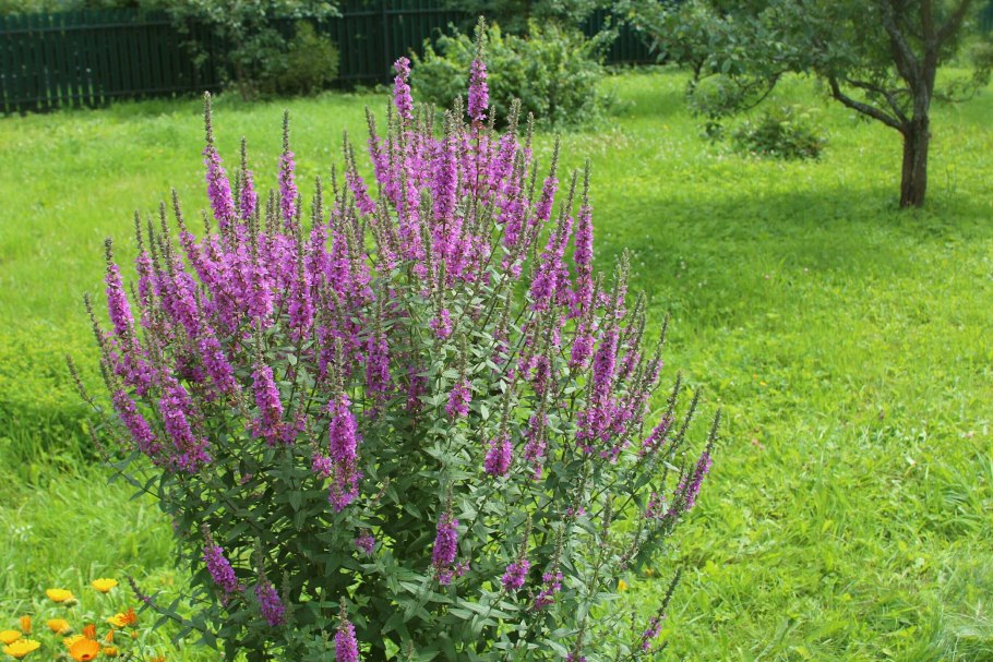 Дербенник прутовидный Dropmore Purple