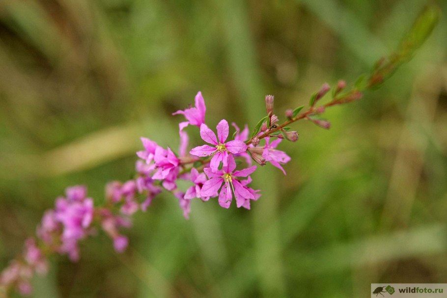 Вербейник криволистный