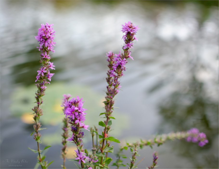 Дербенник иволистный Роберт