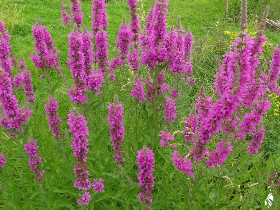 Дербенник прутовидный Dropmore Purple