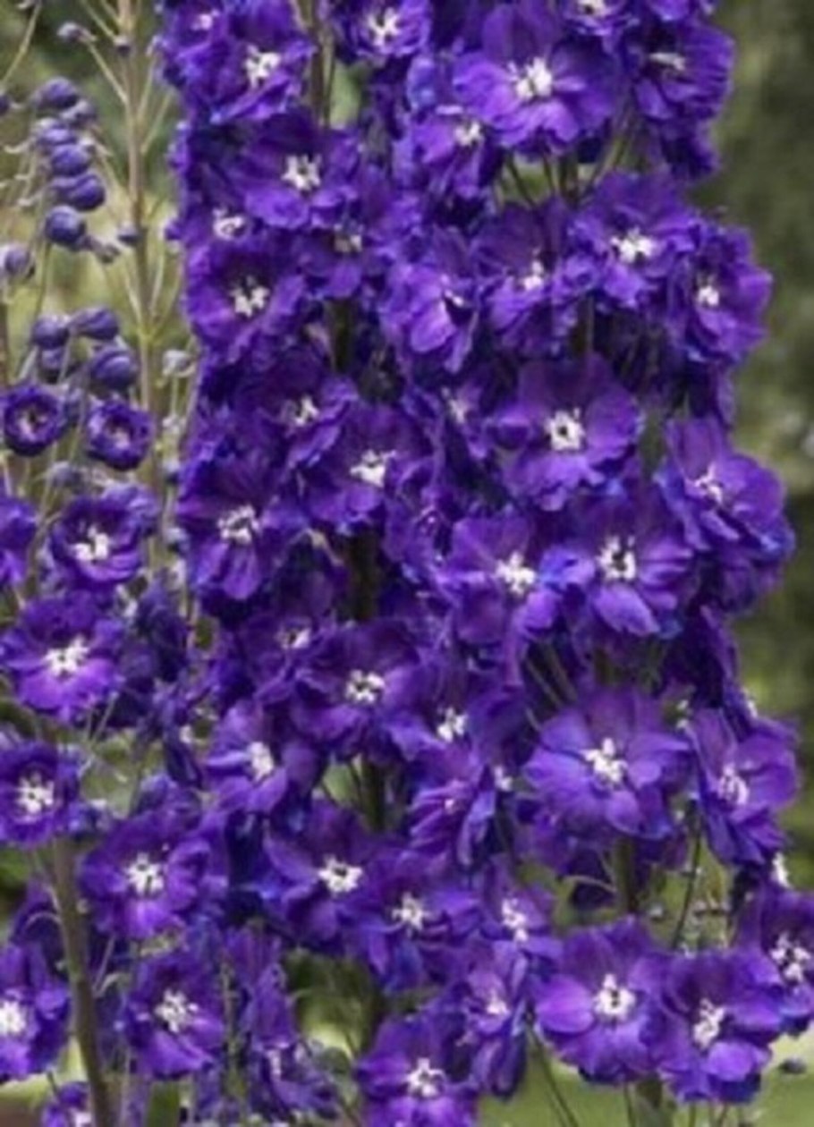 Дельфиниум Pagan Purples