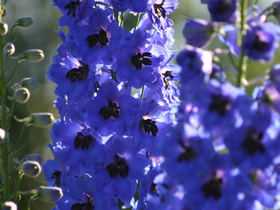 Дельфиниум Король Артур НК