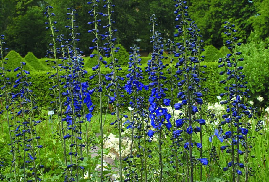 Дельфиниум высокий Кинг Артур