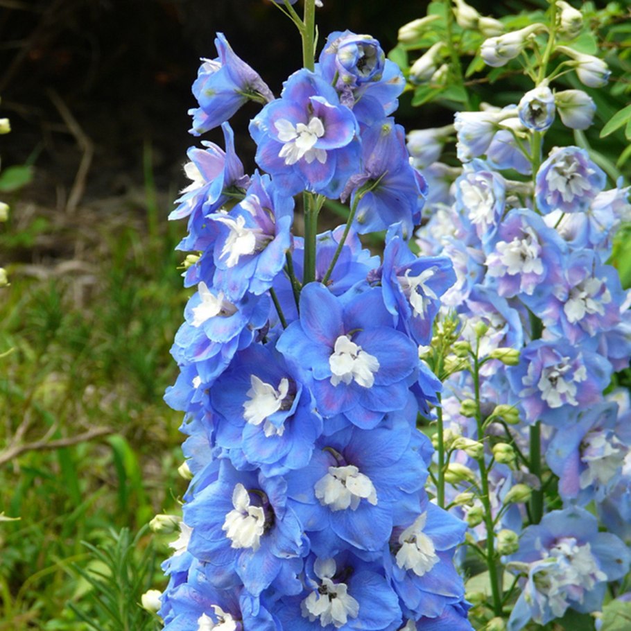 Дельфиниум Аякса