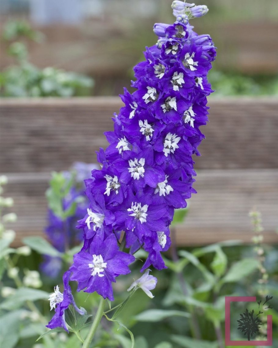 Дельфиниум Пацифик Кинг Артур