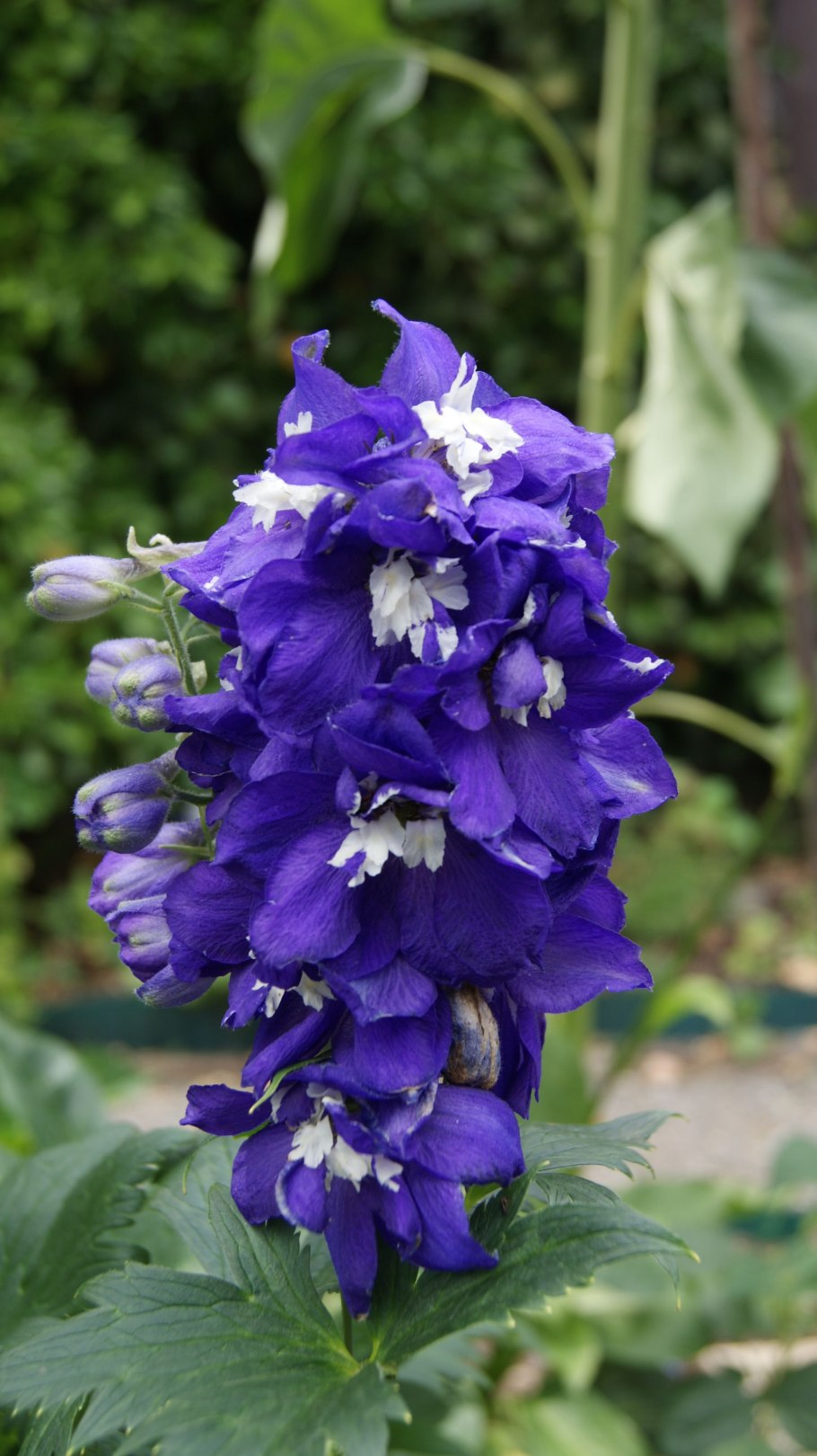 ПЦ/дельфиниум гигантская смесь 0,1г