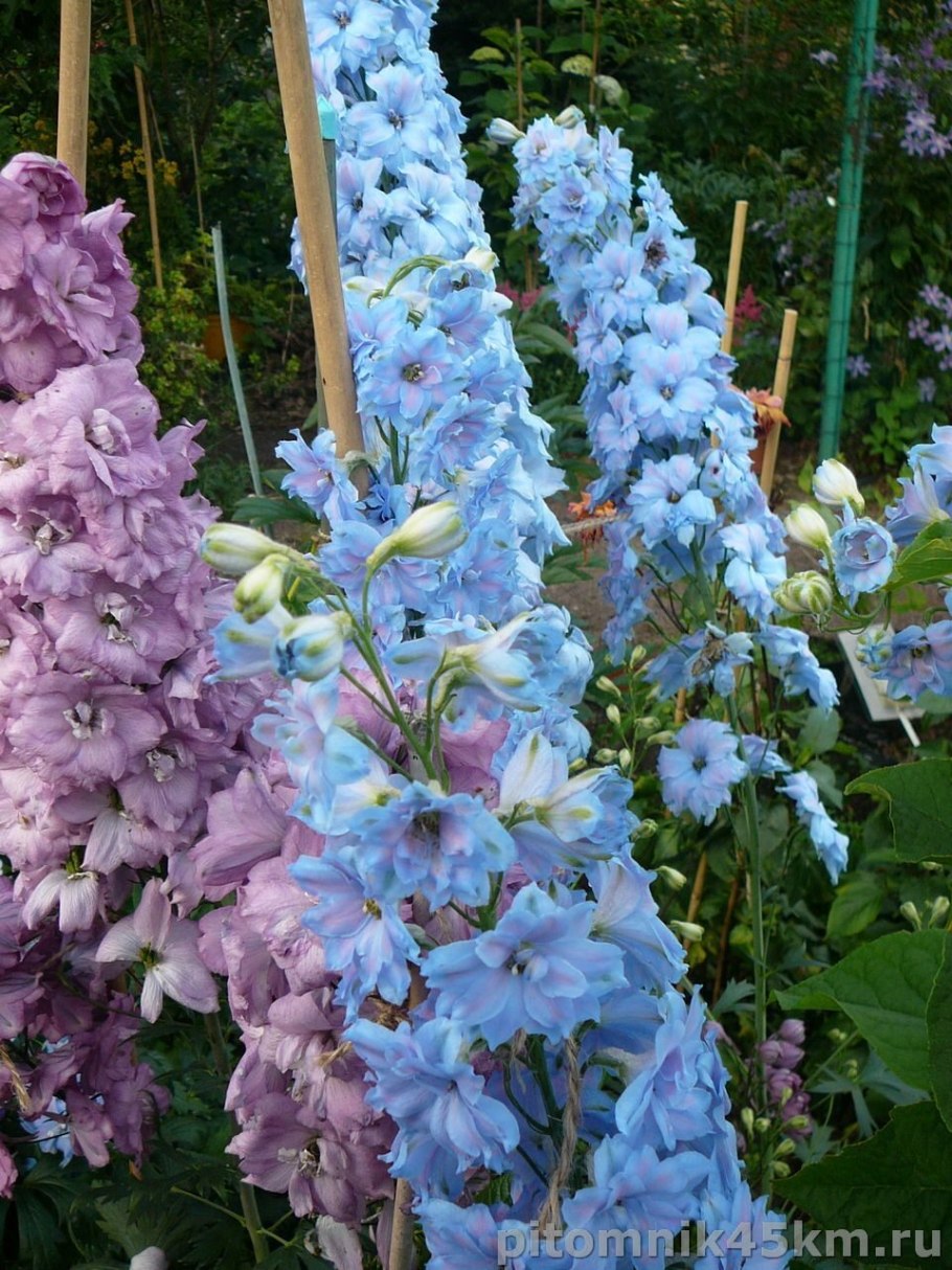 Дельфиниум "Ballkleid" (Болклейд)