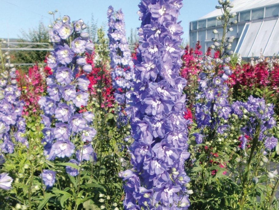 Дельфиниум Кинг Артур