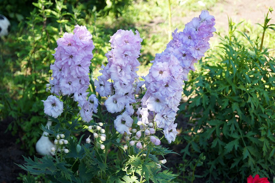 Дельфиниум Pacific giant